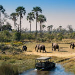 Botswana Safari